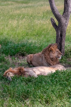Photo for Lions in the Serengeti National Park, Tanzania - Royalty Free Image