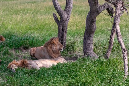 Téléchargez les photos : Lions dans le parc national du Serengeti, Tanzanie - en image libre de droit