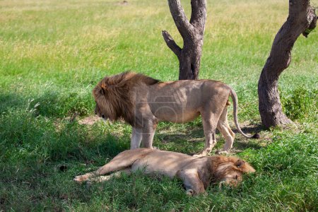 Téléchargez les photos : Lions dans le parc national du Serengeti, Tanzanie - en image libre de droit