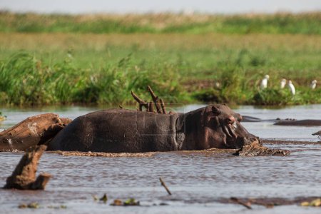 Téléchargez les photos : Hippopotame dans le parc national du lac Manyara, Tanzanie - en image libre de droit