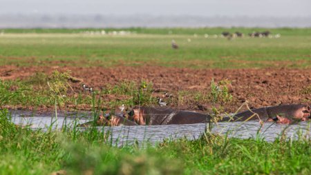 Téléchargez les photos : Hippopotames se baignant dans les eaux de la rivière - en image libre de droit