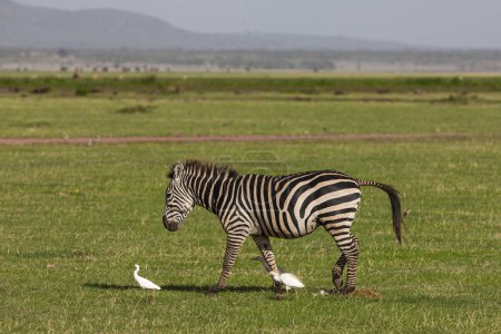 Photo for Zebra in the Lake Manyara National Park, Tanzania - Royalty Free Image