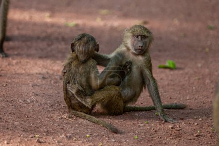 Photo for Baboons in forest of Lake Manyara National Park, Tanzania - Royalty Free Image