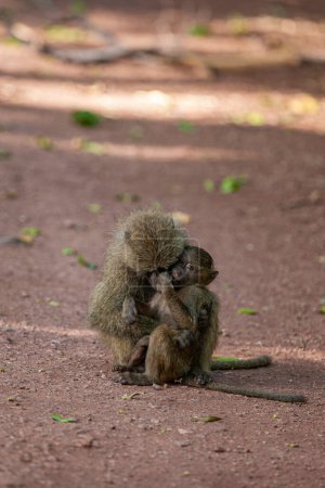 Téléchargez les photos : Babouins dans la forêt du Parc National du Lac Manyara, Tanzanie - en image libre de droit