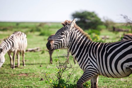 Photo for Zebra in the Lake Manyara National Park, Tanzania - Royalty Free Image