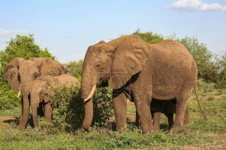 Photo for African elephants in the Lake Manyara National Park, Tanzania - Royalty Free Image