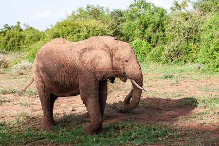 Photo for African elephant in the Lake Manyara National Park, Tanzania - Royalty Free Image