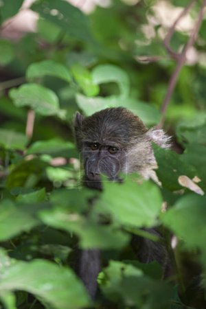 Foto de Babuino en el bosque del Parque Nacional del Lago Manyara, Tanzania - Imagen libre de derechos