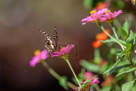 Foto de Hermosa mariposa descansando en flor en el Parque Nacional del Lago Manyara, Tanzania - Imagen libre de derechos