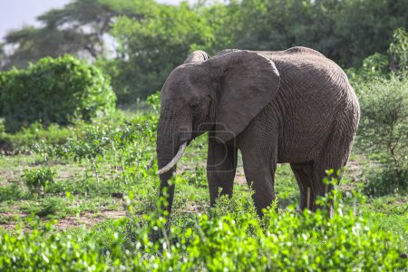 Téléchargez les photos : Éléphants d'Afrique dans le parc national du lac Manyara, Tanzanie - en image libre de droit