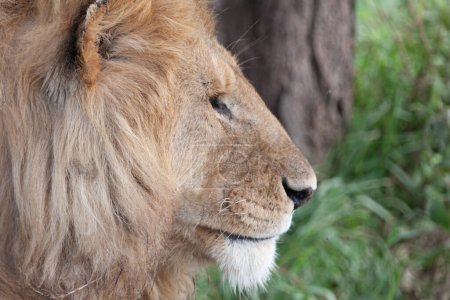 Téléchargez les photos : Lion dans le parc national du Serengeti, Tanzanie - en image libre de droit