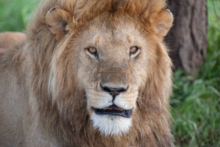 Photo for Lion in Serengeti National Park, Tanzania - Royalty Free Image