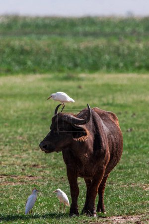 Téléchargez les photos : Buffle africain et oiseaux dans le parc national du lac Manyara, Tanzanie - en image libre de droit