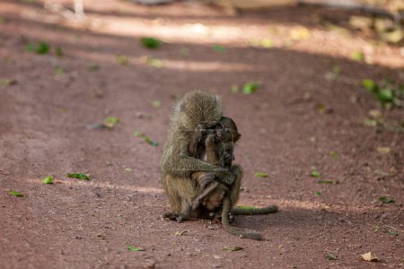 Téléchargez les photos : Babouins dans la forêt du Parc National du Lac Manyara, Tanzanie - en image libre de droit