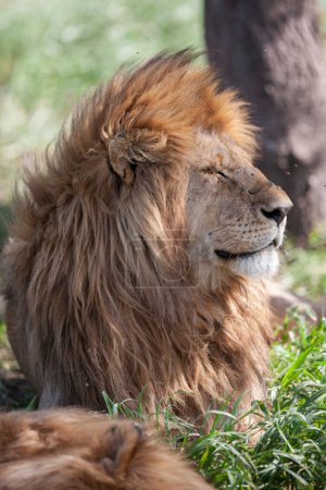 Foto de León en el Parque Nacional del Serengeti, Tanzania - Imagen libre de derechos