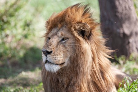 Photo for Lion in Serengeti National Park, Tanzania - Royalty Free Image