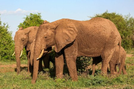 African elephants in the Lake Manyara National Park, Tanzania