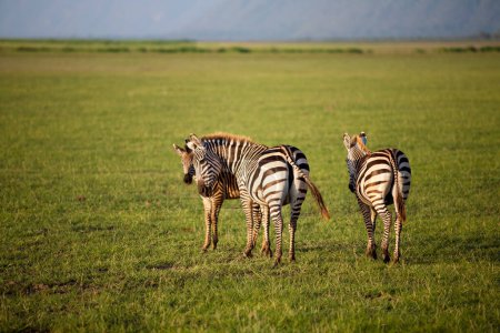 Téléchargez les photos : Zèbres dans le parc national du lac Manyara, Tanzanie - en image libre de droit