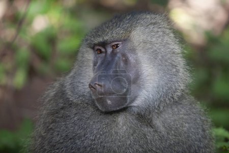 Photo for Baboon in the forest of Lake Manyara National Park, Tanzania - Royalty Free Image