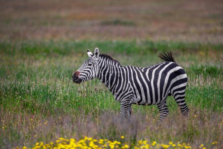 Téléchargez les photos : Zèbre dans le parc national du Serengeti, Tanzanie - en image libre de droit