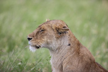 Photo for Lioness in Serengeti National Park, Tanzania - Royalty Free Image