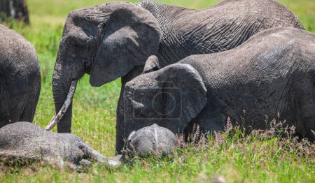 Photo for A group of elephants in the savannah of Serengeti national park - Royalty Free Image