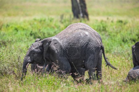 Foto de Un grupo de elefantes en la sabana del Parque Nacional del Serengeti - Imagen libre de derechos