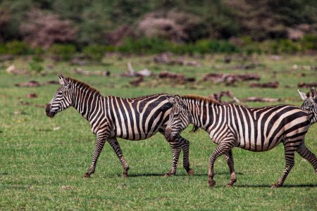 Photo for Zebras in the Lake Manyara National Park, Tanzania - Royalty Free Image