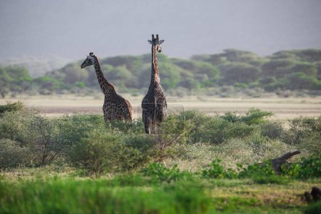 Giraffes in the Lake Manyara National Park, Tanzania