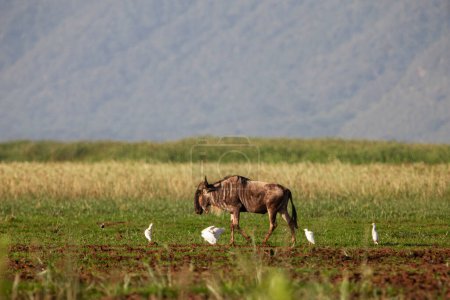Photo for African buffalo and birds  in the Lake Manyara National Park, Tanzania - Royalty Free Image