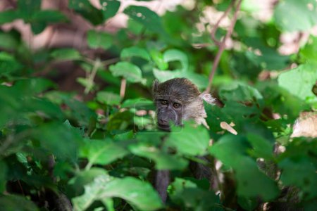 Téléchargez les photos : Babouin dans la forêt du Parc National du Lac Manyara, Tanzanie - en image libre de droit