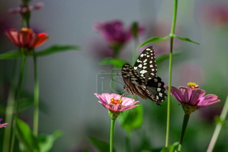 Téléchargez les photos : Beau papillon reposant sur la fleur dans le parc national du lac Manyara, Tanzanie - en image libre de droit