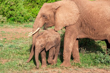 Téléchargez les photos : Un groupe d'éléphants dans la savane du lac Manyara parc national - en image libre de droit