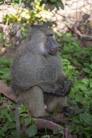 Photo for Baboon in the forest of Lake Manyara National Park, Tanzania - Royalty Free Image