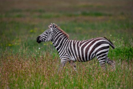 Photo for Zebra in the Serengeti National Park, Tanzania - Royalty Free Image
