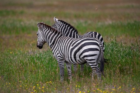 Photo for Zebras in the Serengeti National Park, Tanzania - Royalty Free Image