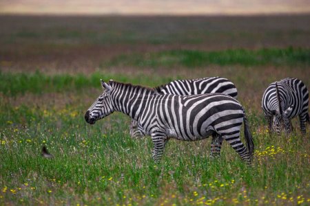 Téléchargez les photos : Zèbres dans le parc national du Serengeti, Tanzanie - en image libre de droit