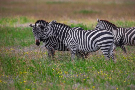 Foto de Cebras en el Parque Nacional del Serengeti, Tanzania - Imagen libre de derechos