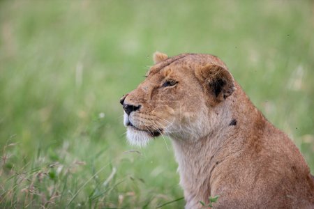 Photo for Lioness in Serengeti National Park, Tanzania - Royalty Free Image