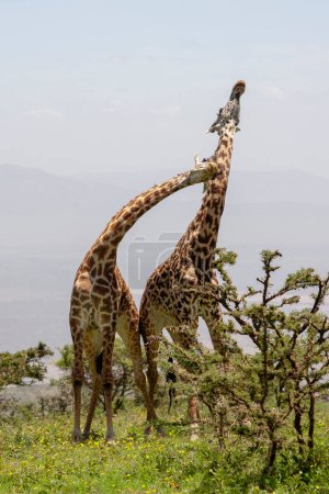 Téléchargez les photos : Girafes sauvages au cratère de Ngorongoro, Tanzanie - en image libre de droit