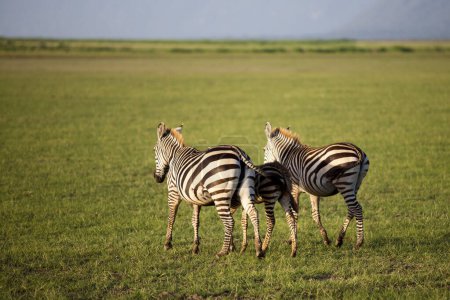 Photo pour Zèbres dans le parc national du lac Manyara, Tanzanie - image libre de droit