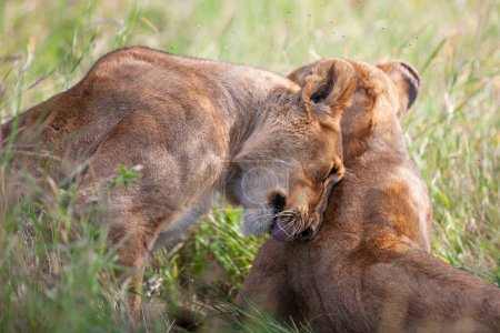 Téléchargez les photos : Jeunes lionnes dans la savane au parc national du Serengeti - en image libre de droit