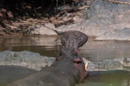 Photo for Hippopotamus in Serengeti National Park, Tanzania - Royalty Free Image