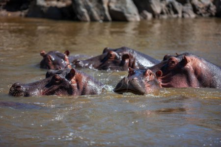 Foto de Hipopótamos en el Parque Nacional del Serengeti, Tanzania - Imagen libre de derechos