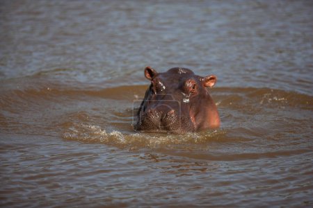 Photo for Hippopotamus in Serengeti National Park, Tanzania - Royalty Free Image