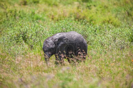 Photo for Elephant in savannah of Serengeti national park - Royalty Free Image