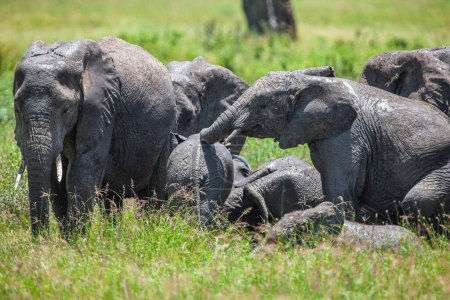 Téléchargez les photos : Un groupe d'éléphants dans la savane du parc national du Serengeti - en image libre de droit
