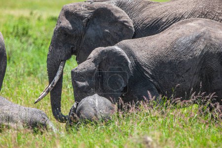 Téléchargez les photos : Un groupe d'éléphants dans la savane du parc national du Serengeti - en image libre de droit