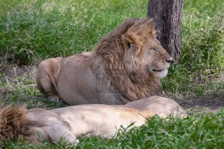 Photo for Lions on grass at Serengeti national park - Royalty Free Image