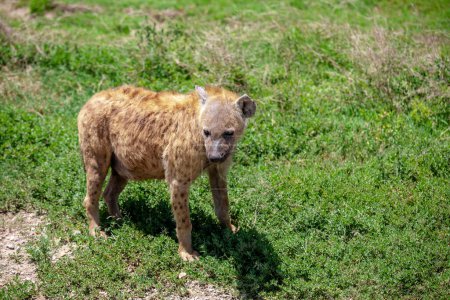 Photo for Spotted Hyena on plains of Serengeti National Park, Tanzania, Africa - Royalty Free Image